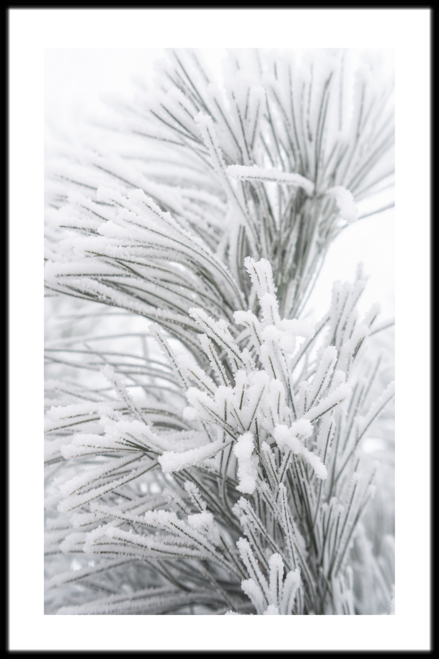 Vinter frost affisch
