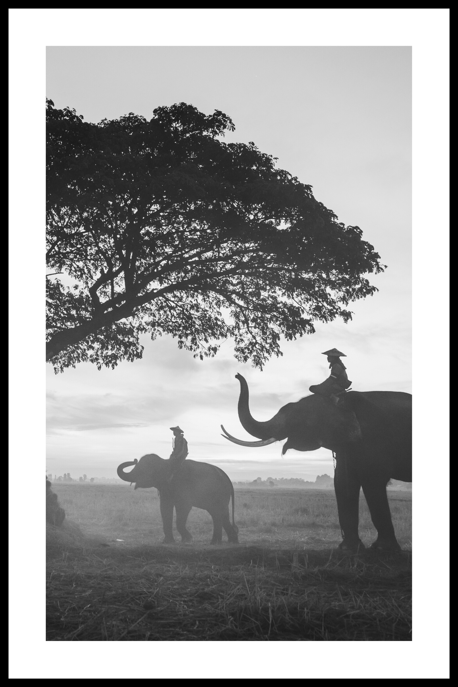 Elefantens affisch