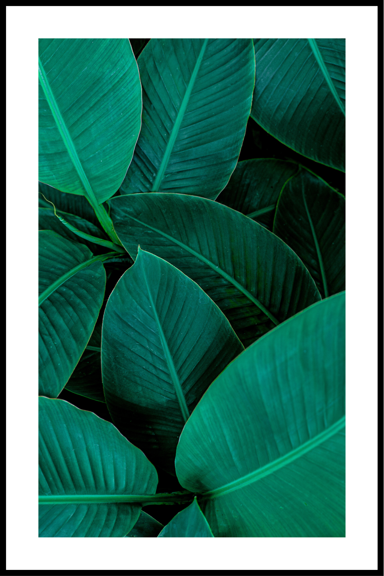 gröna blad med kant affisch