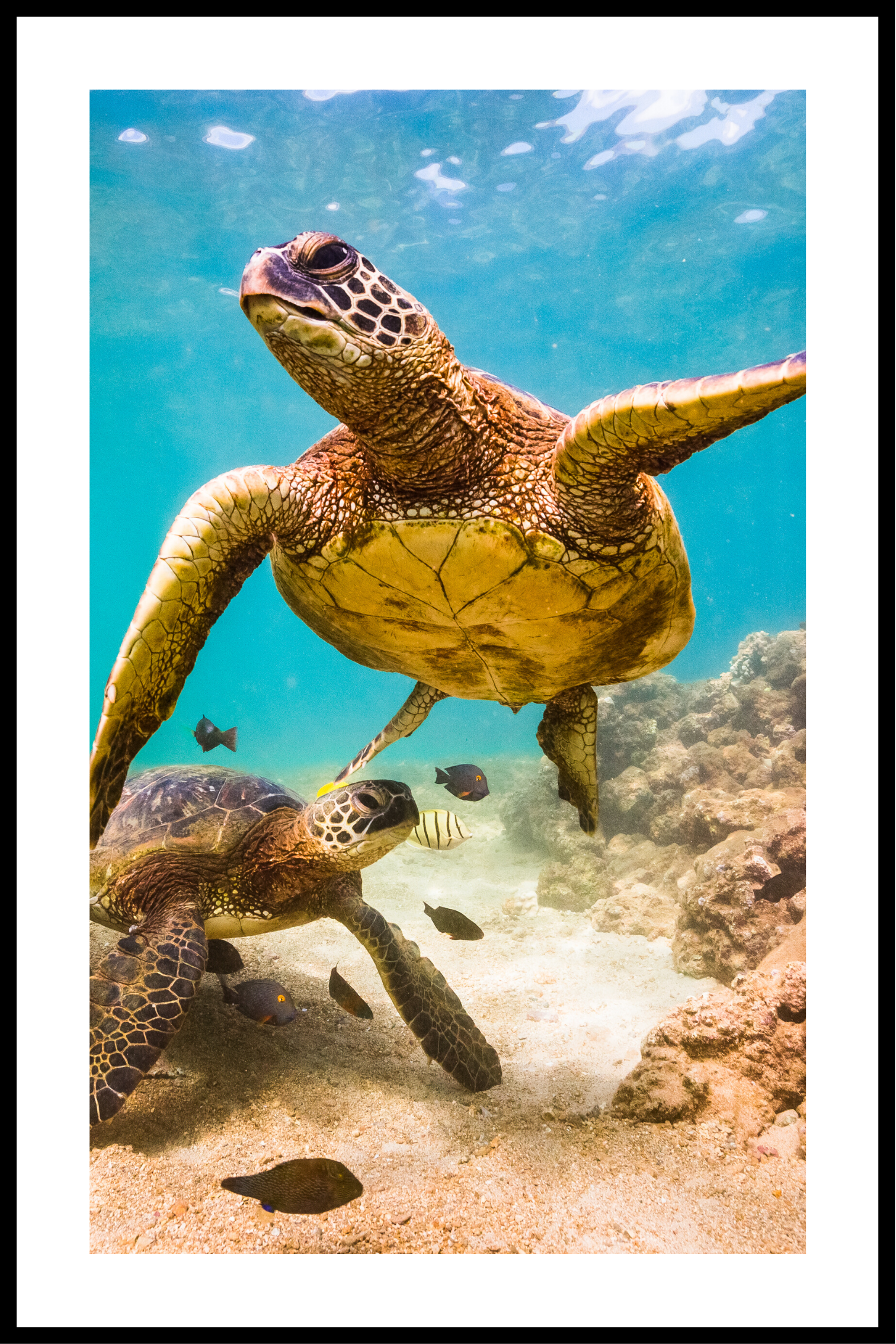 Havssköldpadda affisch