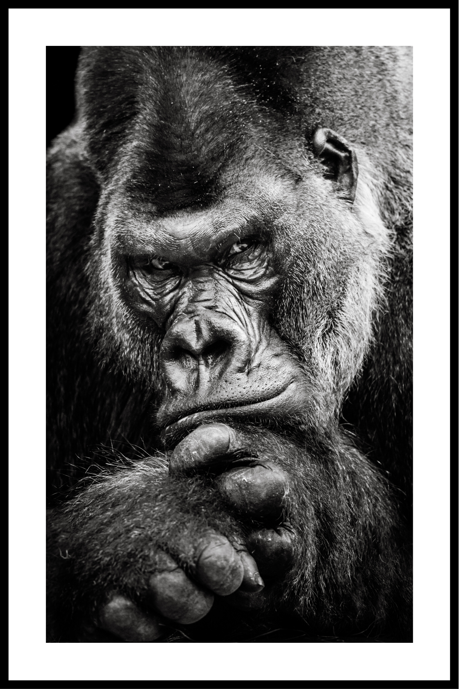 Gorilla affisch