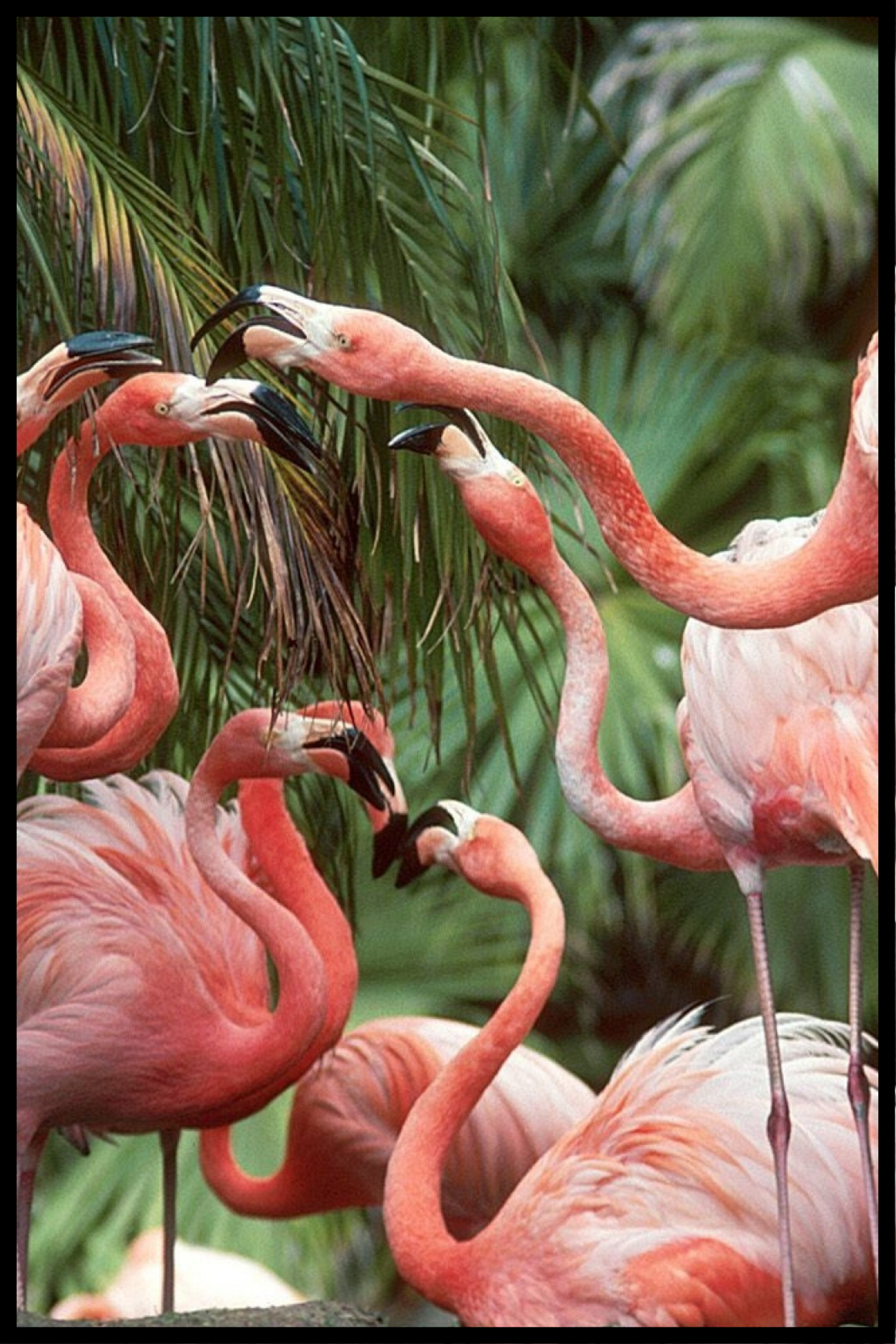 Flamingoflockaffisch