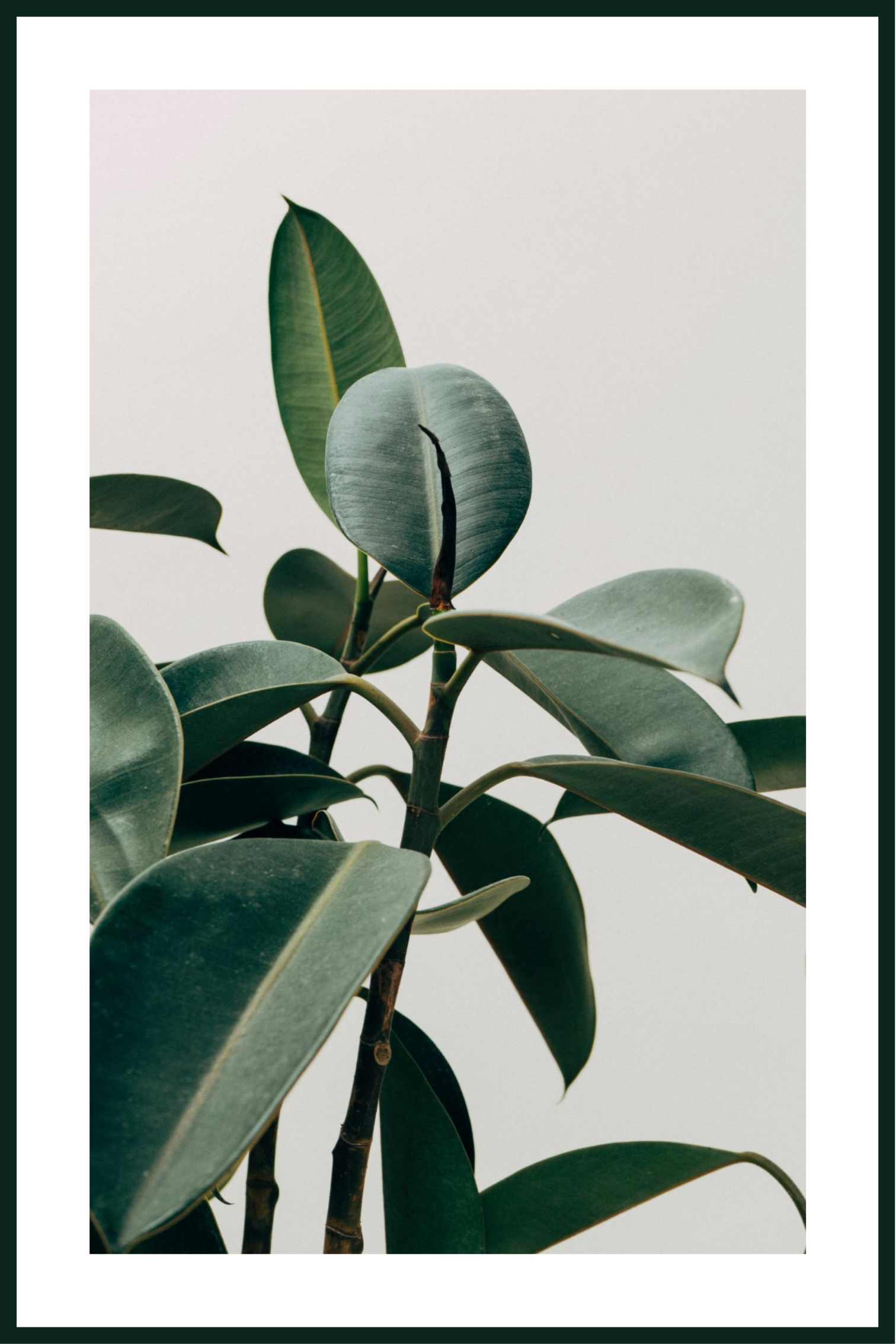 Grön växt affisch