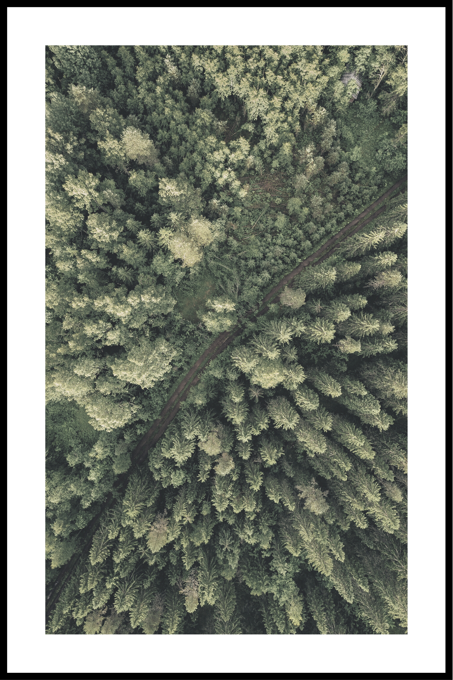 skog från ovan Affisch