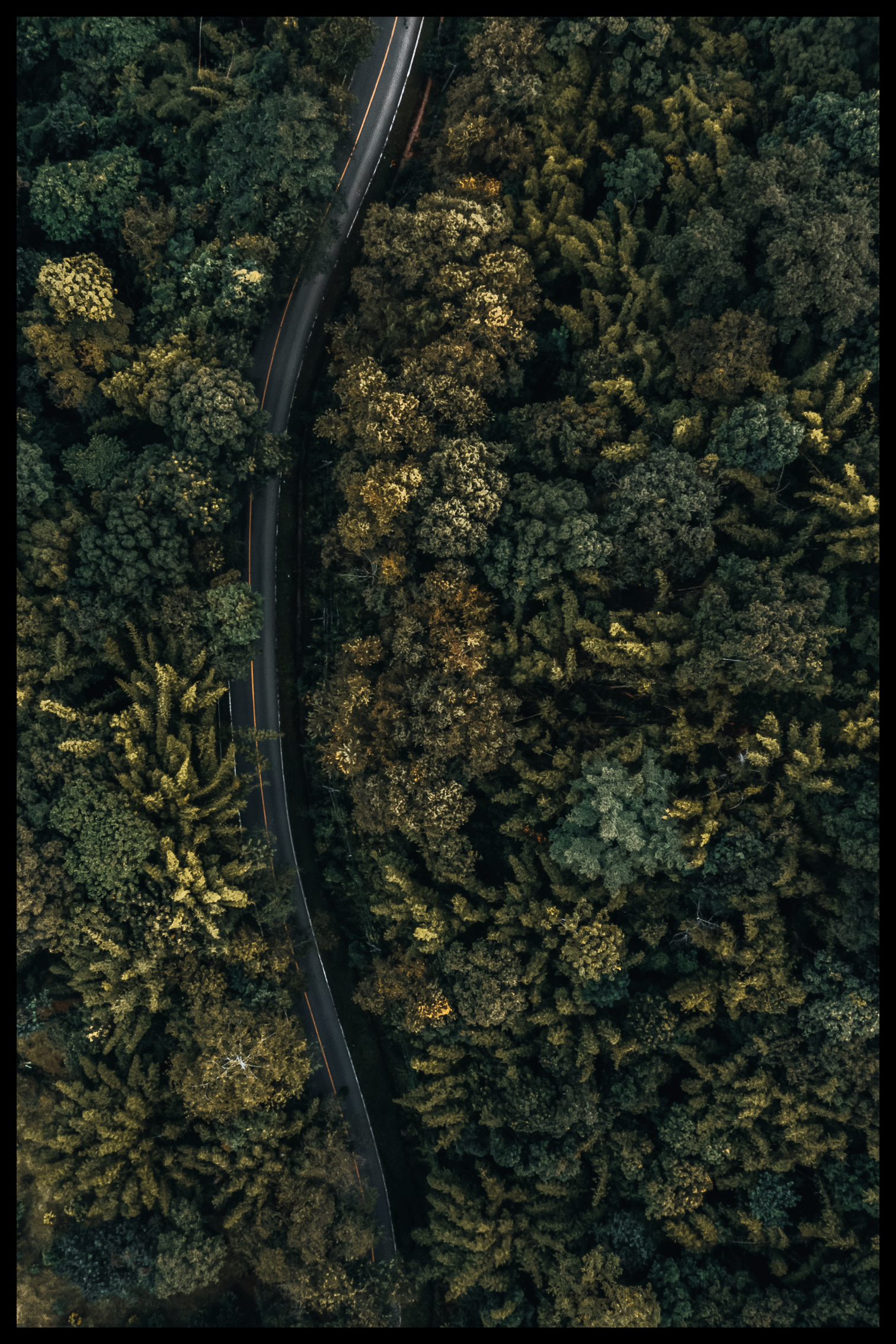 Vägen i skogen affisch
