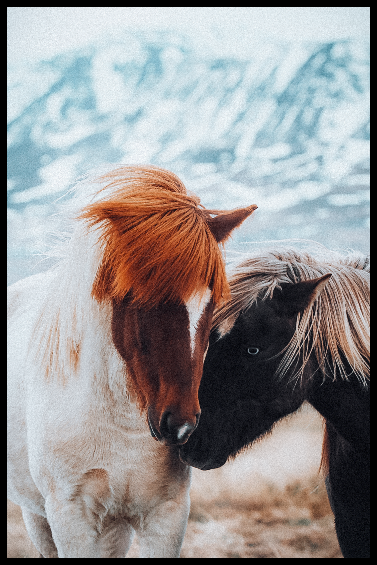 Två hästar affisch