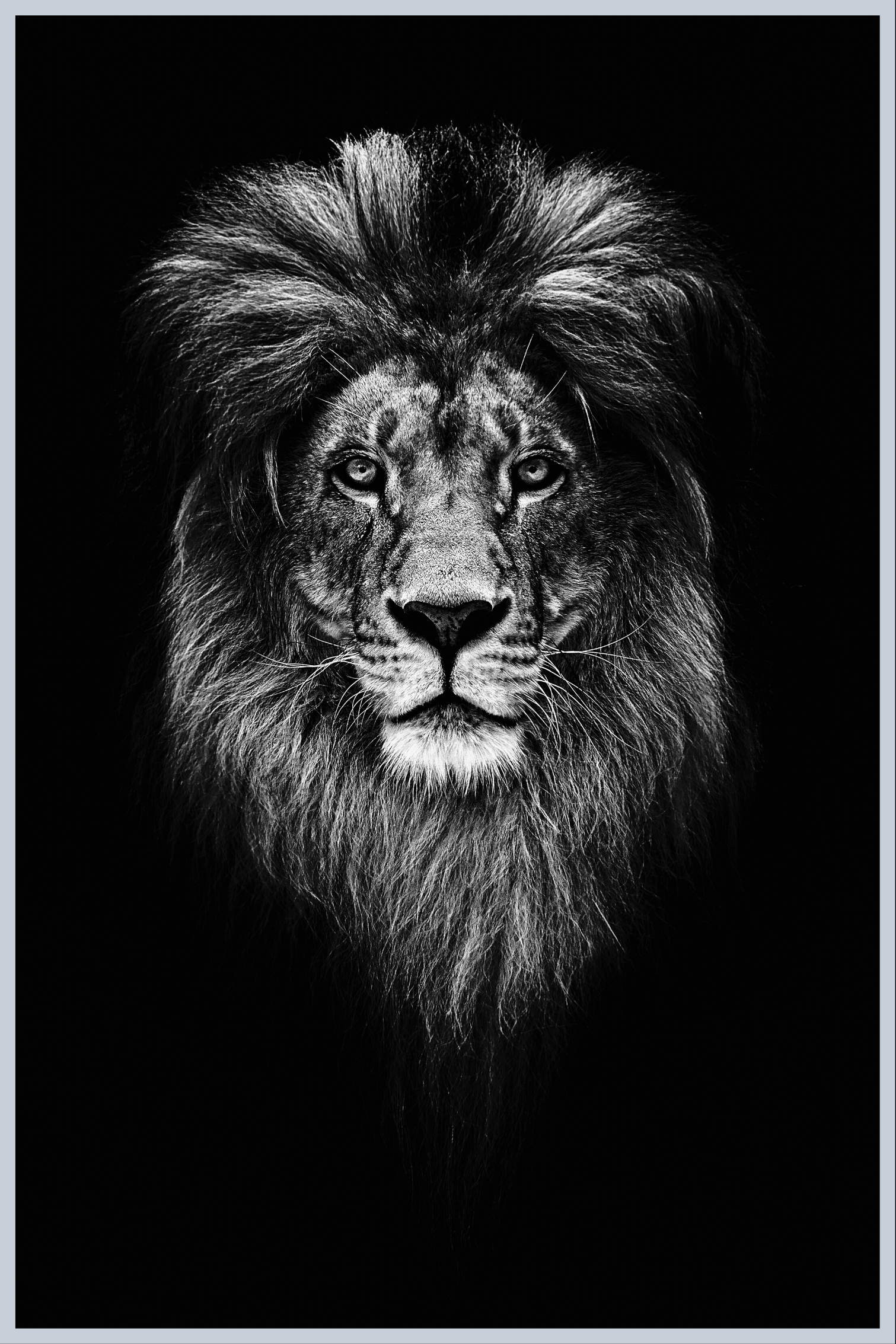 Lejonhuvud affisch