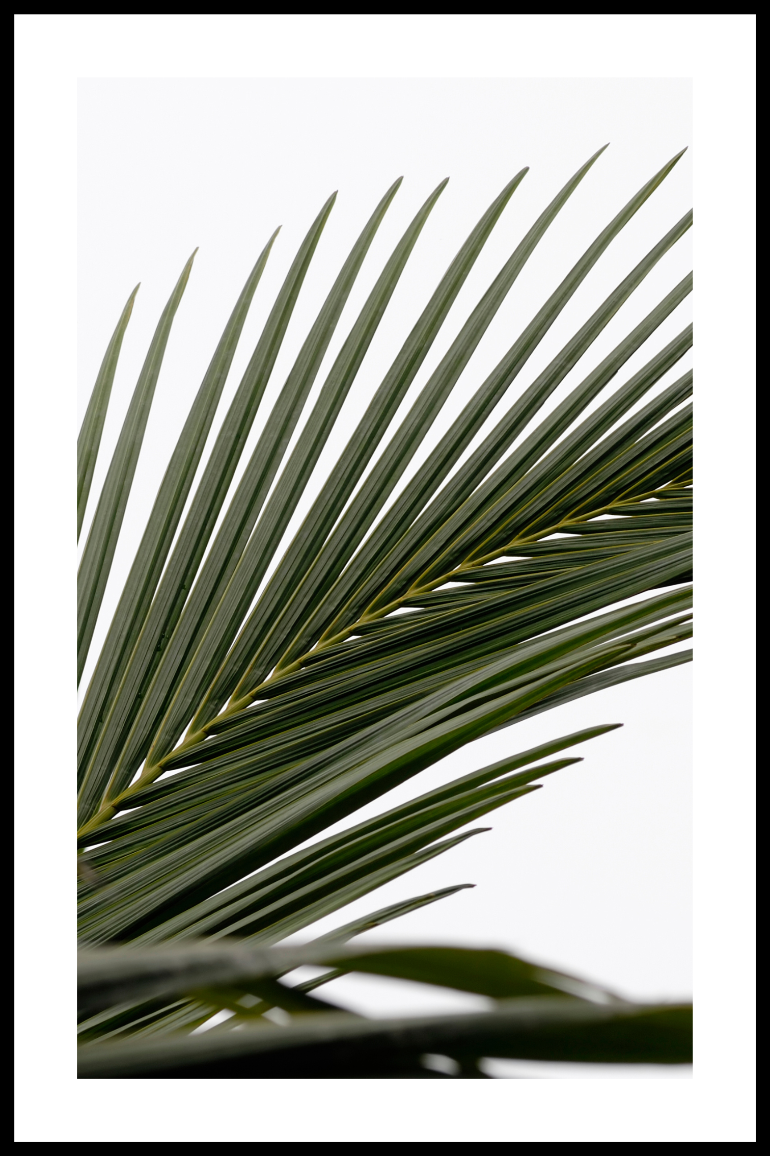 Palms affisch