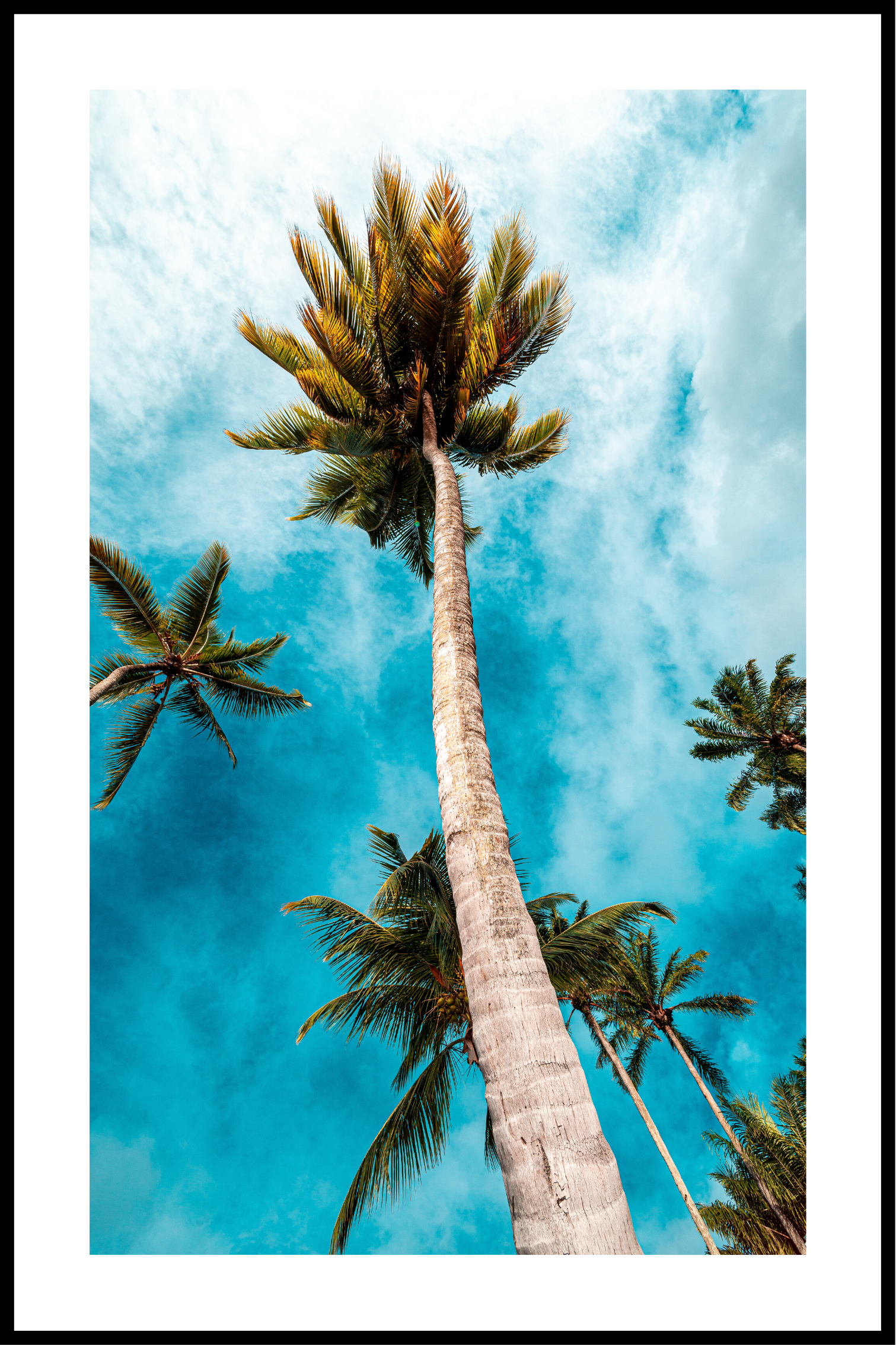 Palmträd affisch