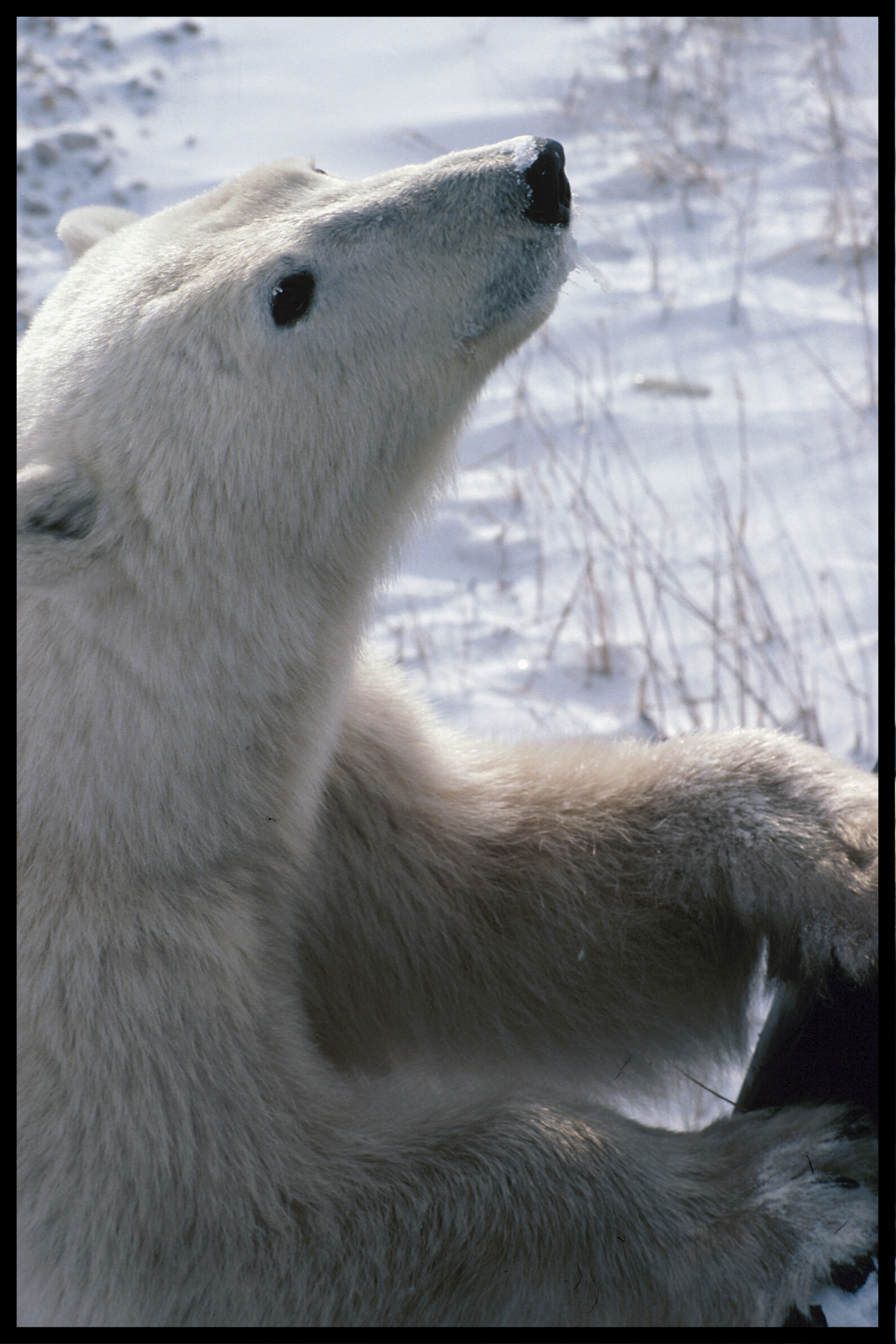 Isbjörn affisch