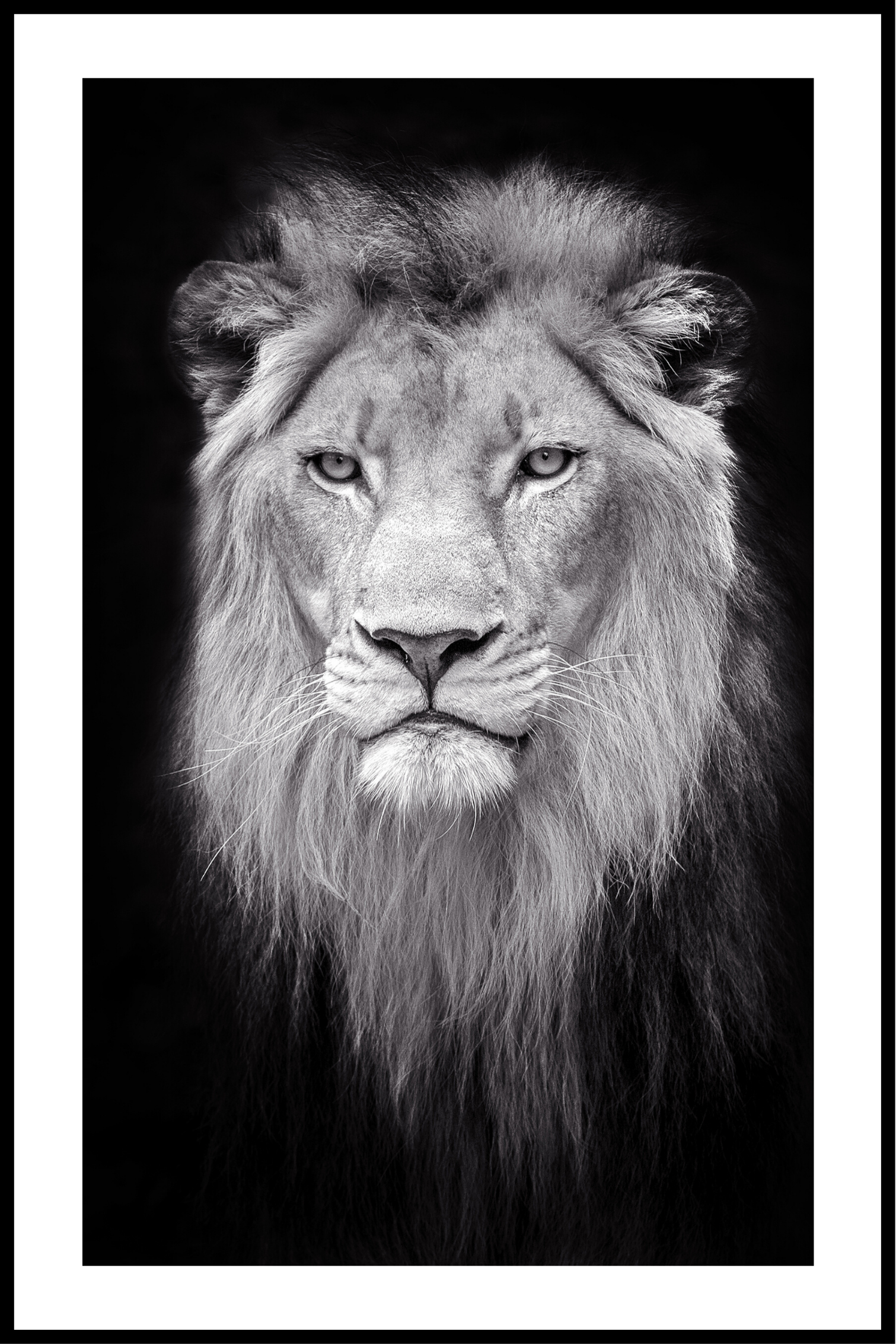 svart och vit hand lejon affisch