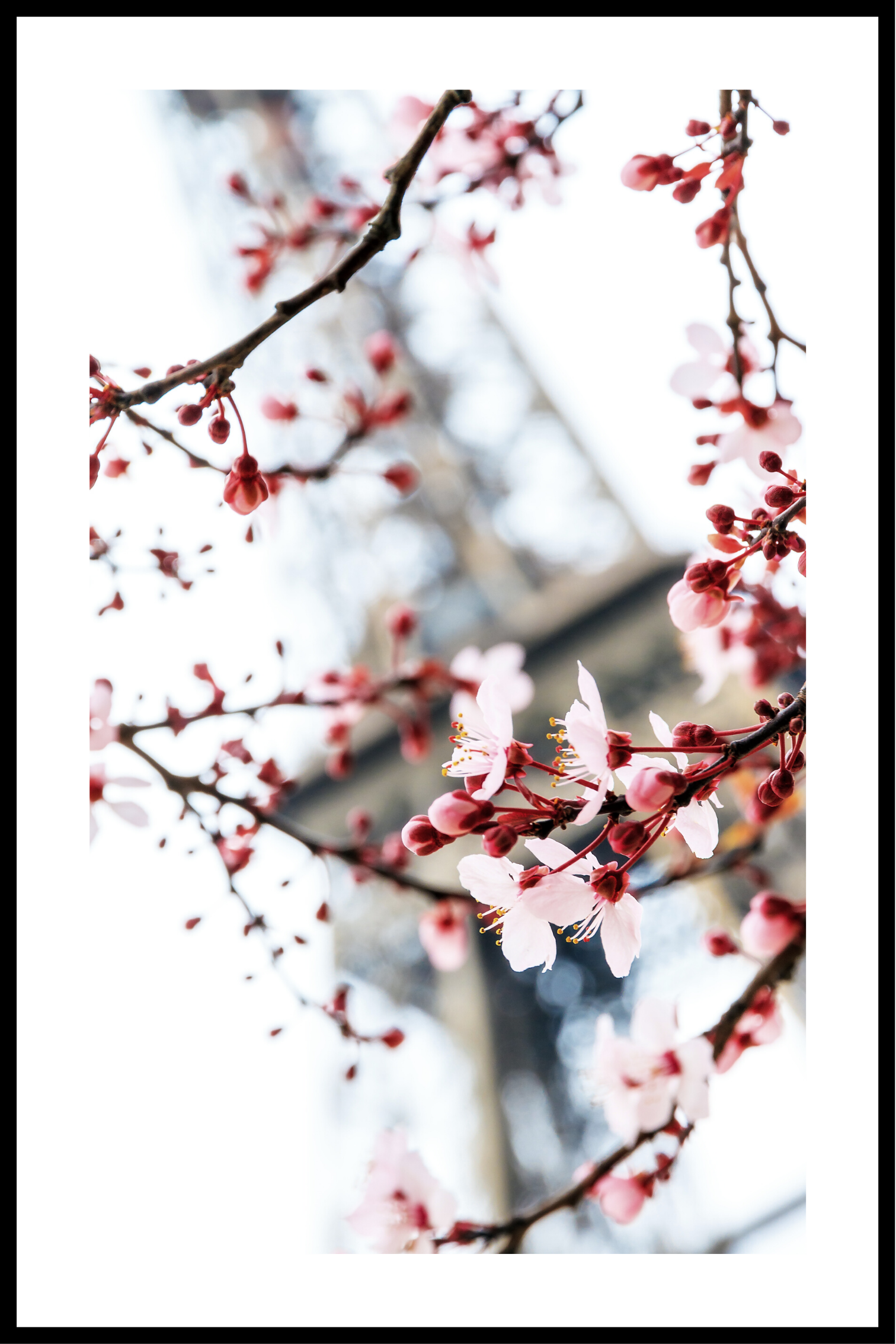 Körsbärsträd i Paris affisch