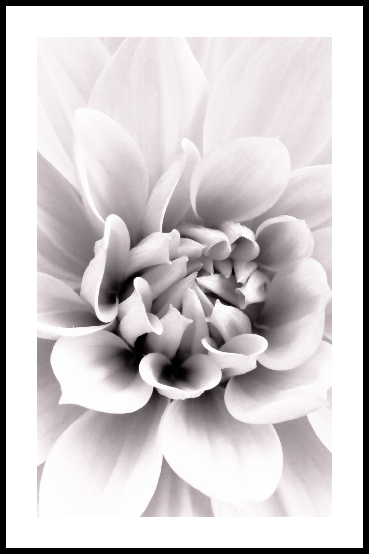 Blomma vit kant affisch
