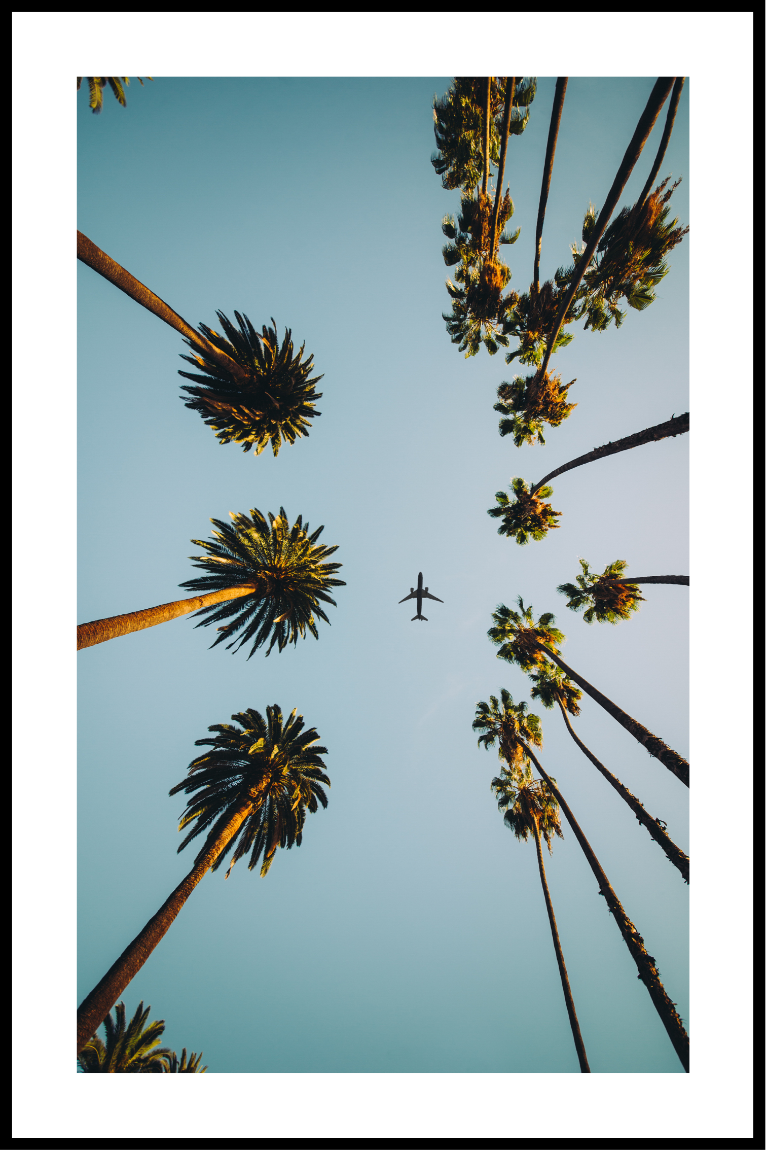 flyga mellan palmer affisch