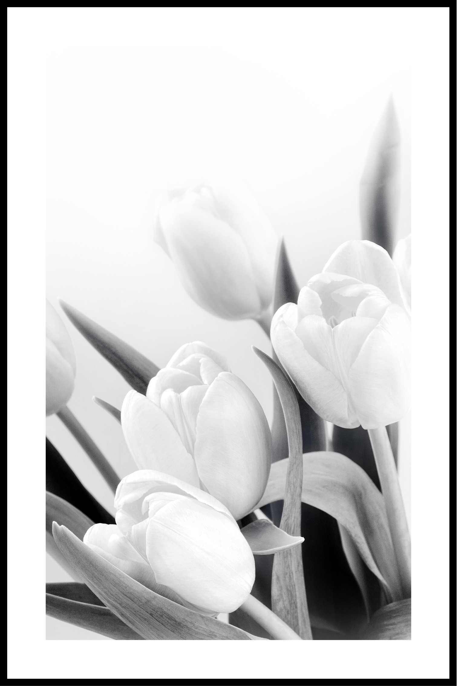Blommor vit och svart affisch