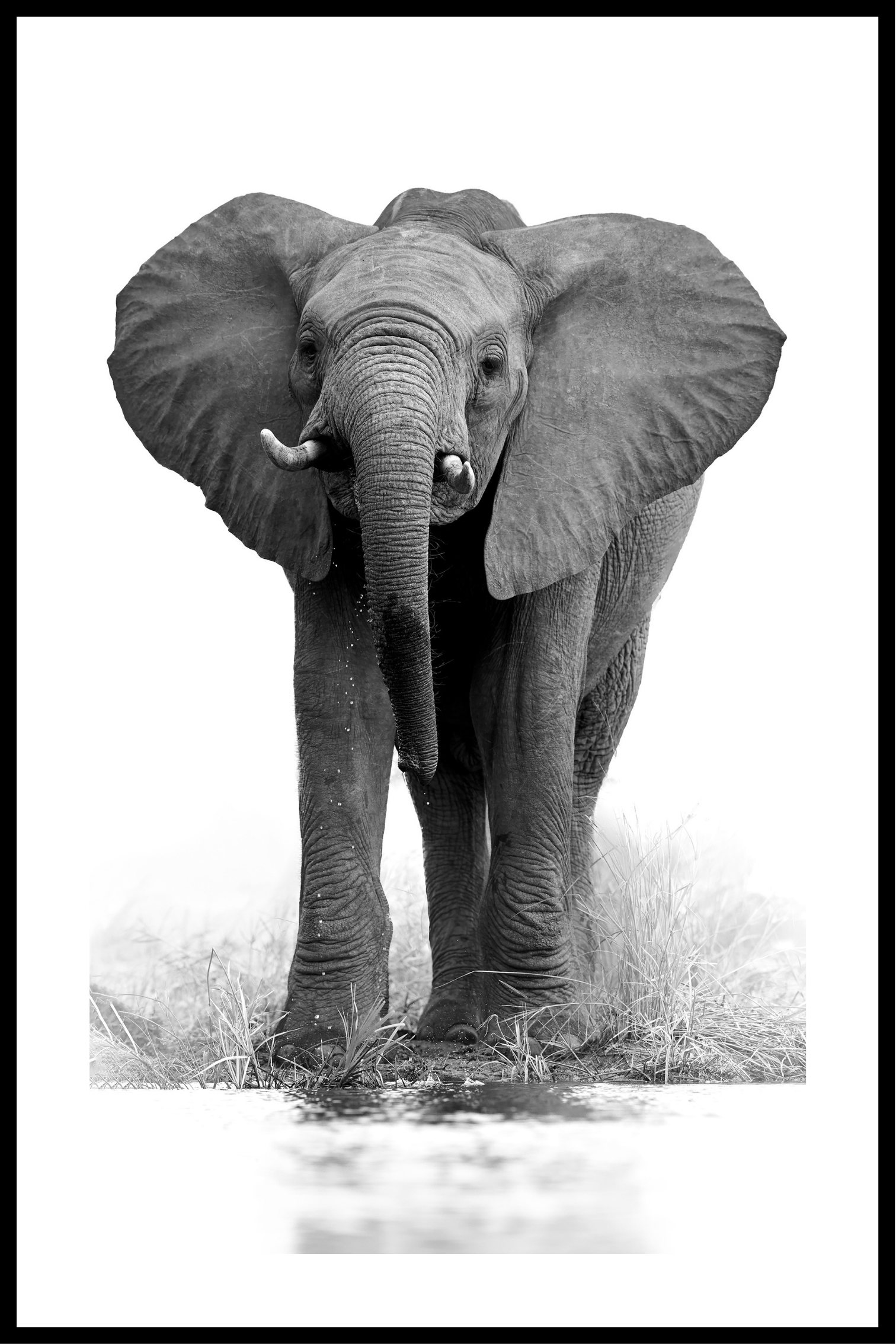 Elefant svartvit affisch
