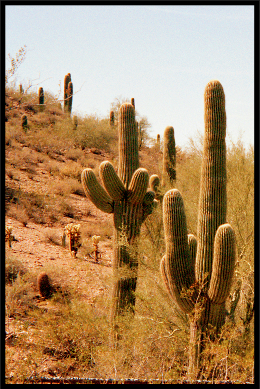 Två kaktusar affisch